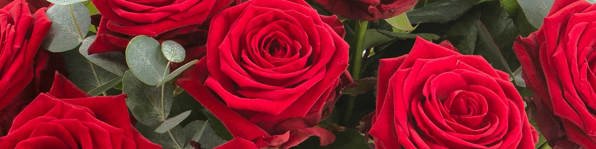 Billede af en buket røde roser med grønne blade. Roserne er i fuld blomst, og deres dybe røde farve dominerer kompositionen. Bladene tilføjer et friskt, grønt element til den samlede præsensation.